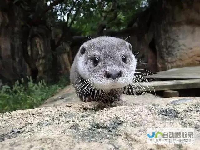 水獭怎么养 (水獭怎么养在家里)