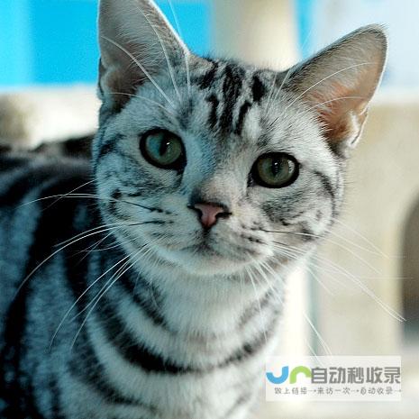 美国短尾猫多少钱一只 (美国短尾猫多少钱一只幼崽)