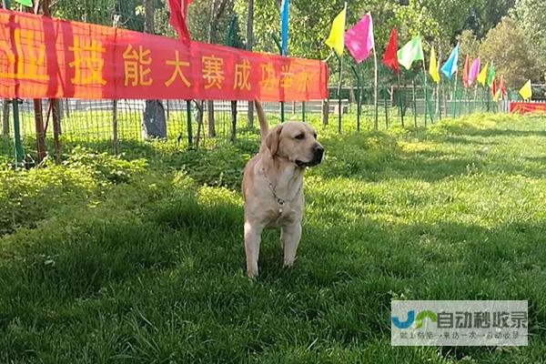 训犬学校一般多少钱啊 (训犬学校一般是如何收费的)