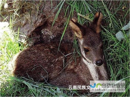 怒江僳僳族自治州综合概况 (怒江僳僳族自治洲)