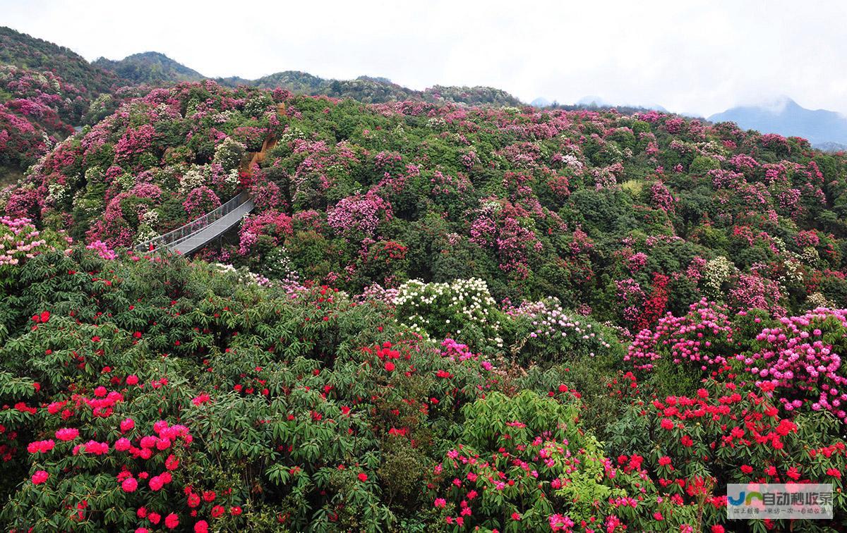 百里杜鹃风景图片