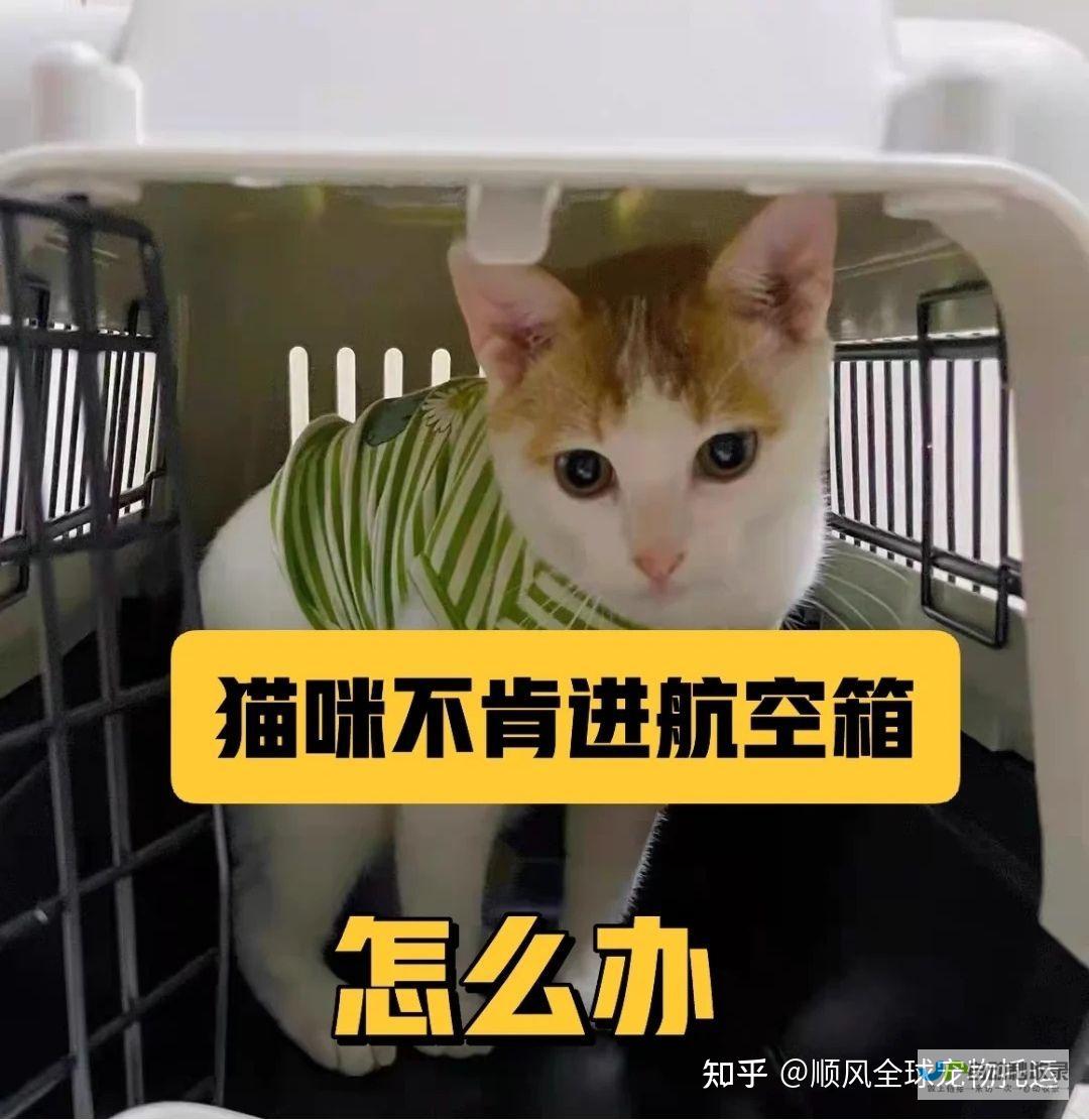 空运猫咪怎么收费上海到加拿大 (空运猫咪怎么收费)