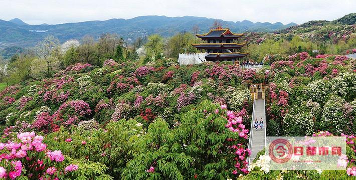 丽江百里杜鹃天气预报