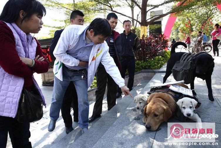 宠物狗出售信息怎么写 (宠物狗出售信息)