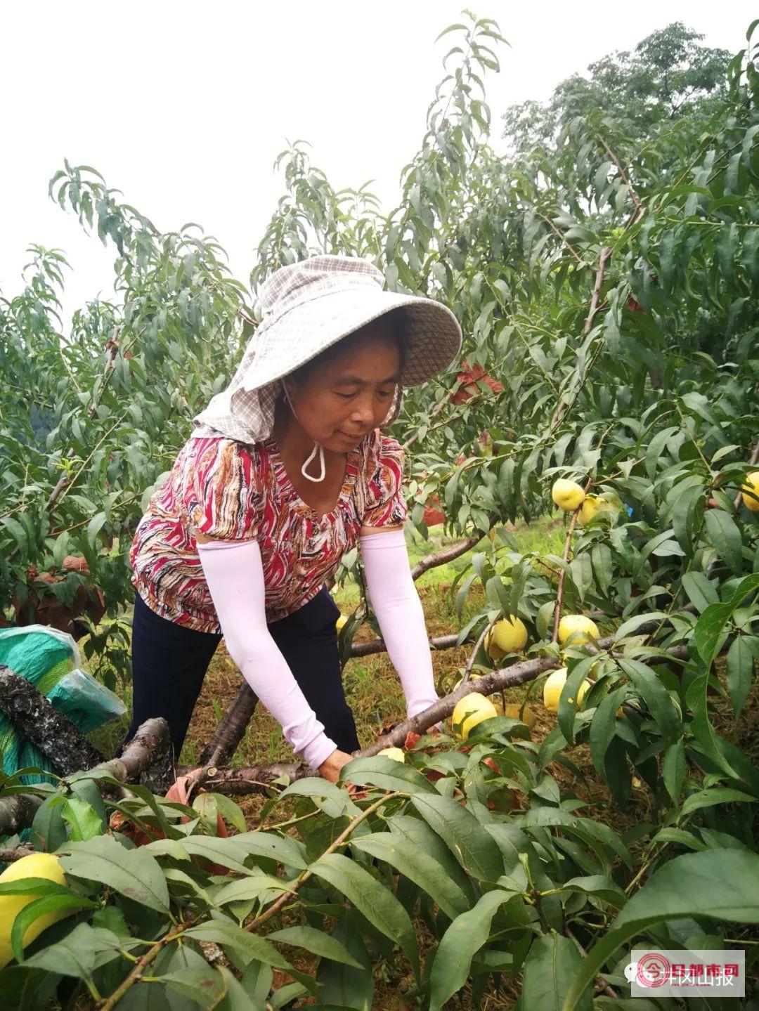 黄冈的英山桃花冲风景区最佳的赏花时间是什么时候 (黄冈的英山桃园在哪里)