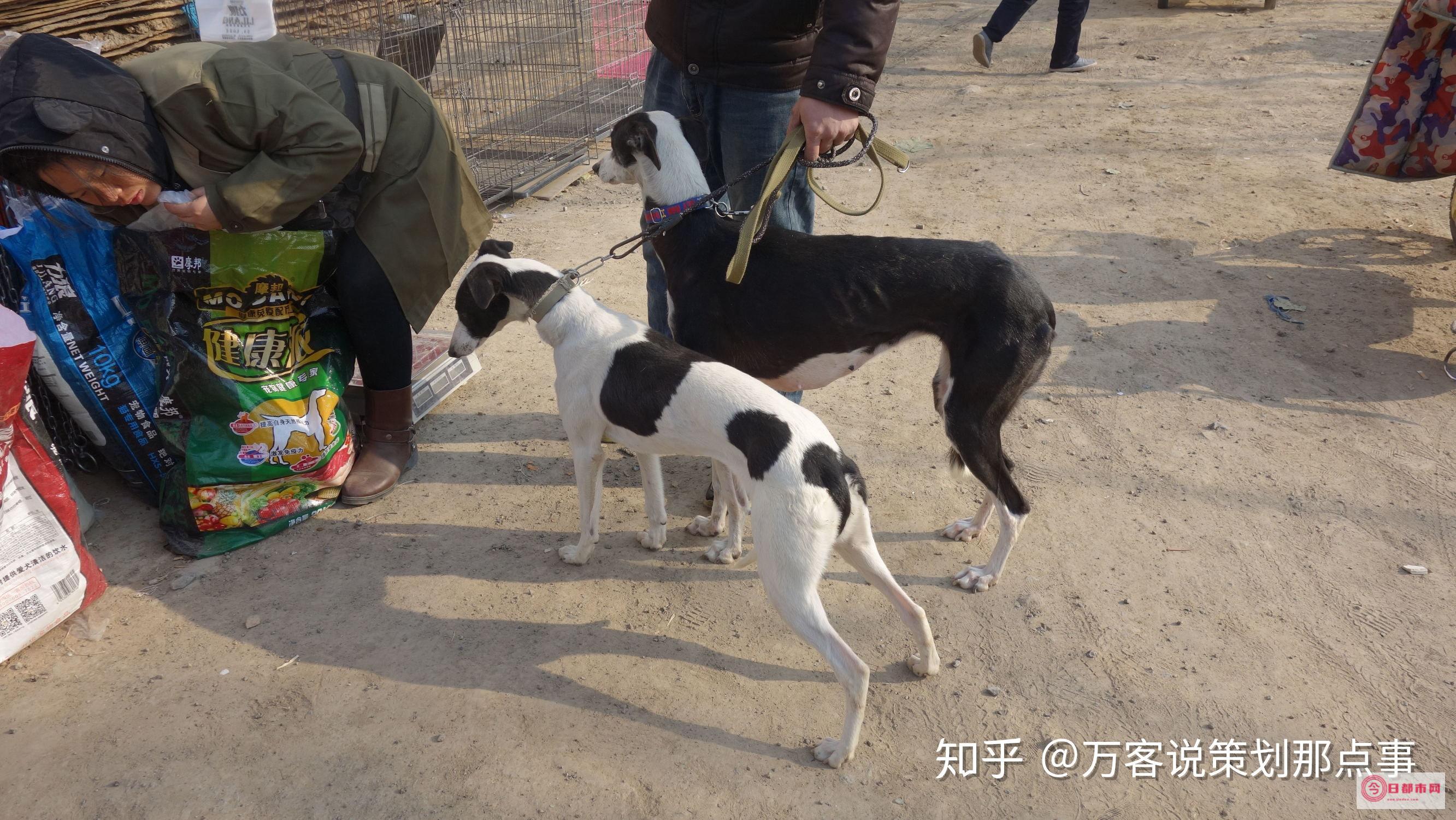 温江狗市场在哪里 (温江狗市场在哪里坐公交车到)