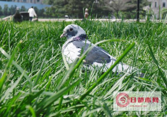 大连中山公园宠物市场几点关门 (大连中山公园宠物市场还有吗)