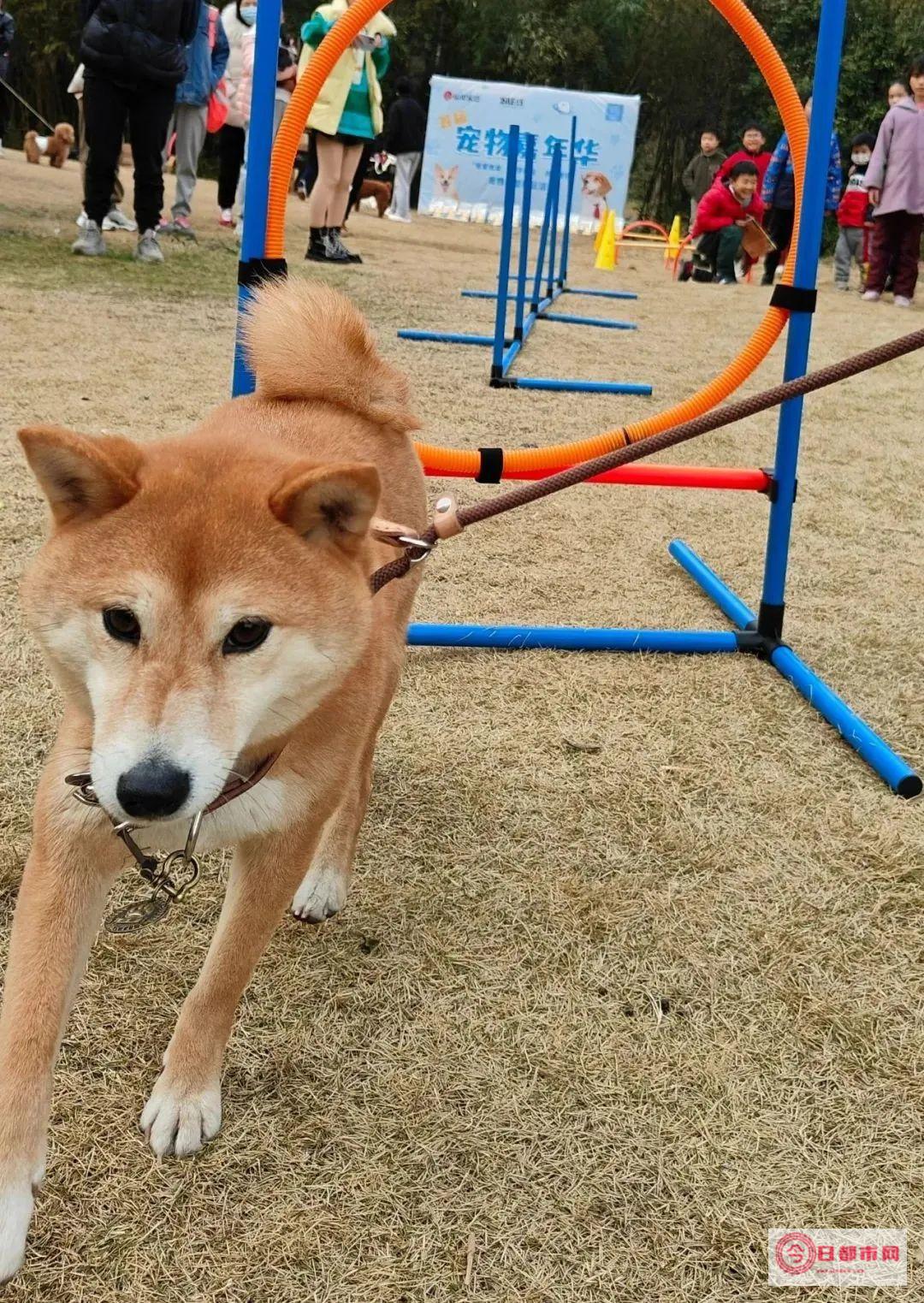 南京赛恩宠物医院有限公司怎么样 (南京赛恩宠物医院地址)