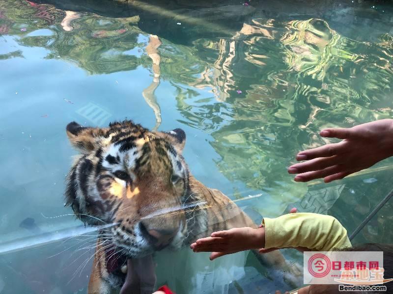 深圳十大宠物医院排名 深圳宠物医院哪家好 深圳口碑好的宠物医院 (深圳十大宠物市场排名)