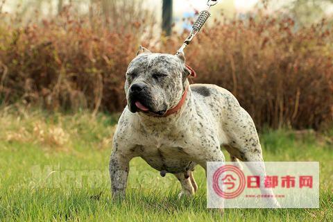 比特犬幼崽3000元能买到吗 (比特犬幼崽多少钱一只)