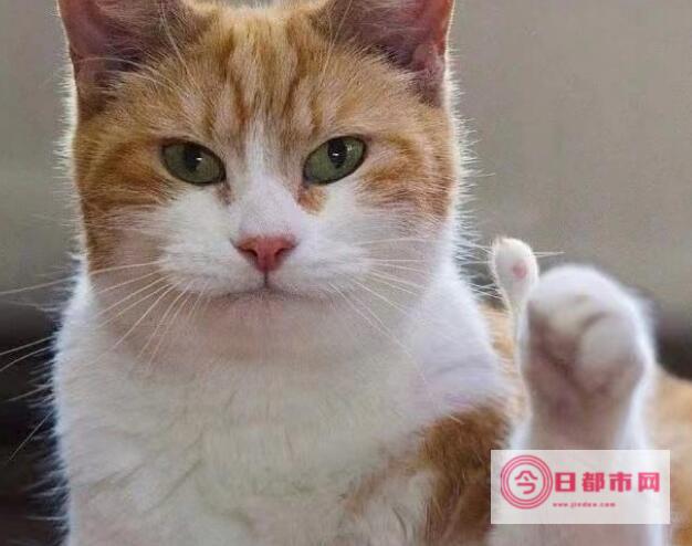 为什么说猫来家里不好