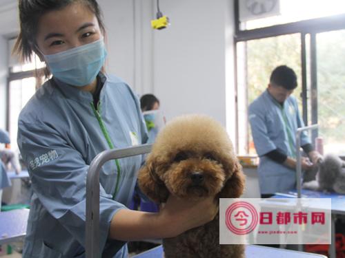 宠物美容培训学校多少钱 圣宠宠物美容学校学费 (宠物美容培训学校)