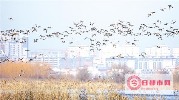 周口市花鸟宠物市场列表 具体地址在哪里 (周口市花鸟宠物市场)