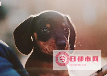 学训犬师去哪学 (学训犬师去哪报名)