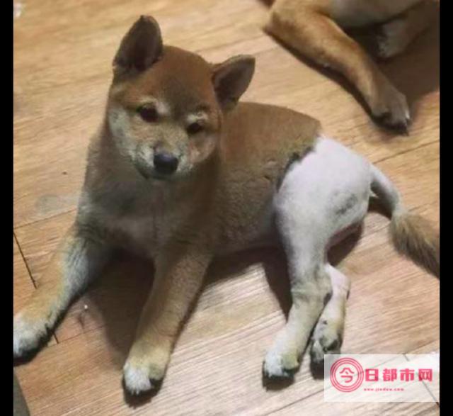 比特犬粘人吗 多少钱一只 (比特犬粘人吗知乎)