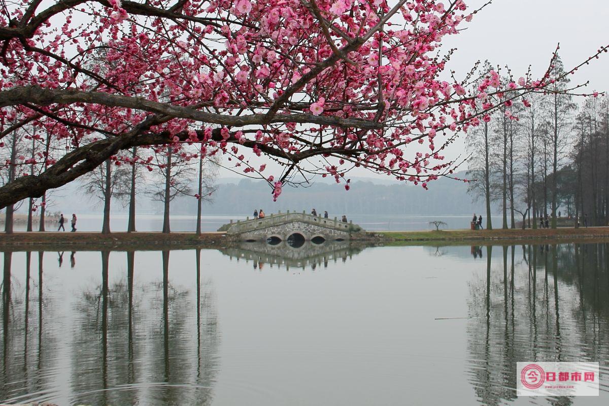 武汉哪里有花鸟市场 (武汉哪里有花海旅游景点)