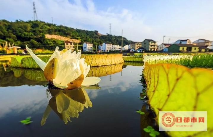 周末去深圳莲花山公园游玩的攻略是什么 (周末去深圳莲塘限行吗)