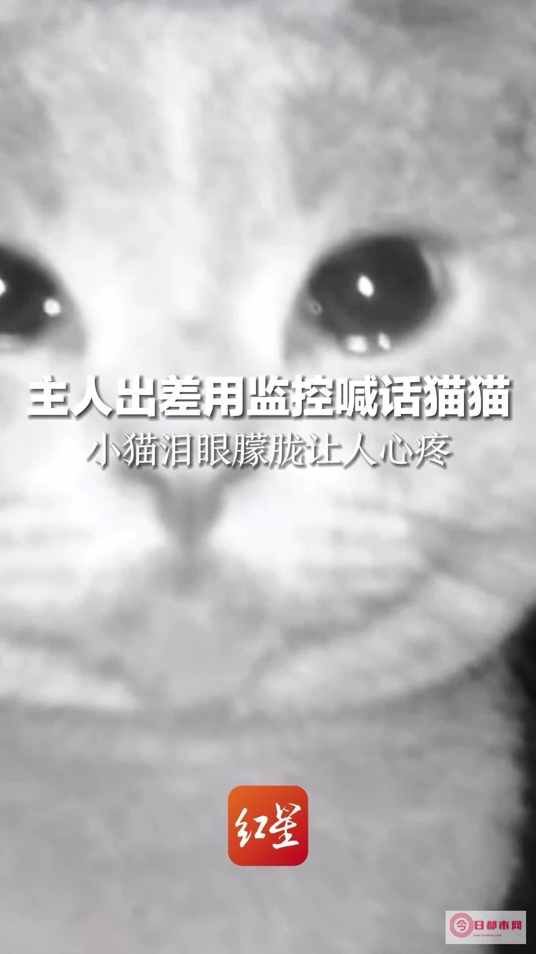 猫哽咽叫唤