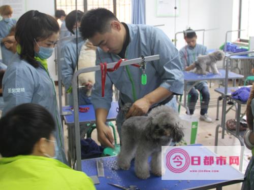 宠物美容学习多少钱 (宠物美容师宠物美容培训学校)