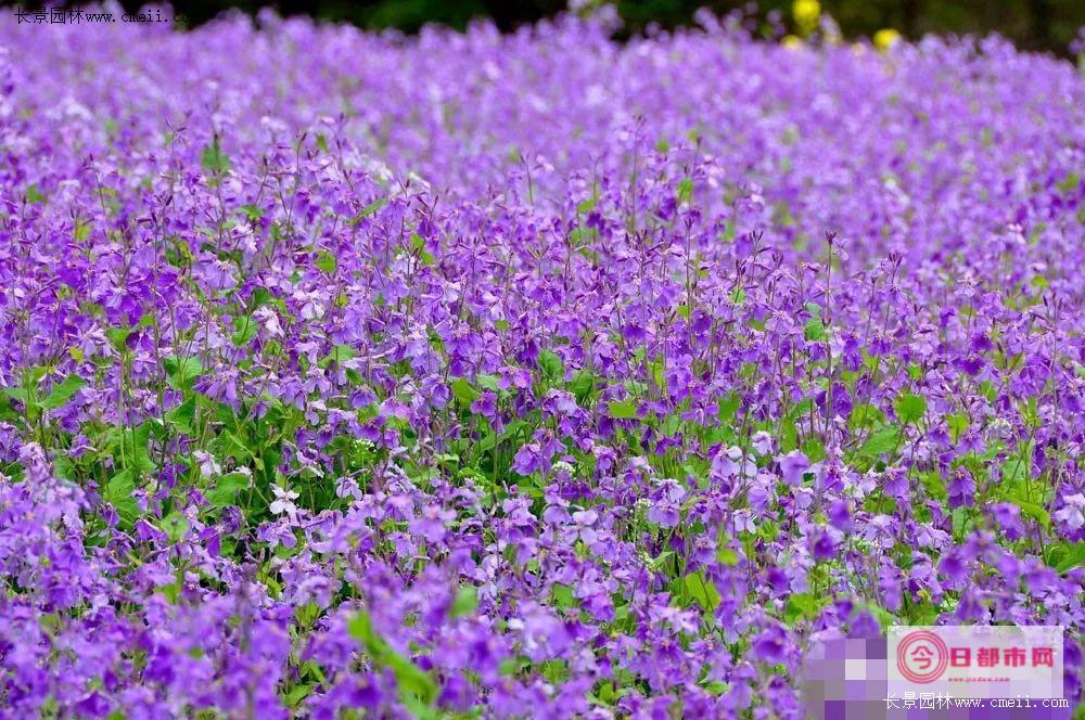 莱芜二月初七天气预报 (初七是莱芜哪里集市)