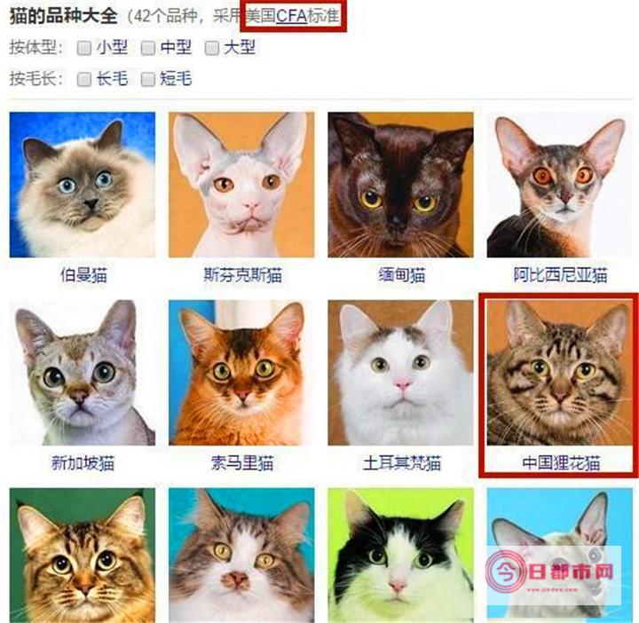 72种猫图片及名字 (71种猫)