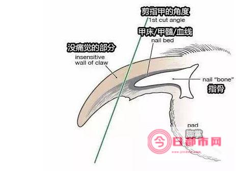 怎样才能让狗狗不掉毛 (怎样才能让狗狗晚上好好睡觉)