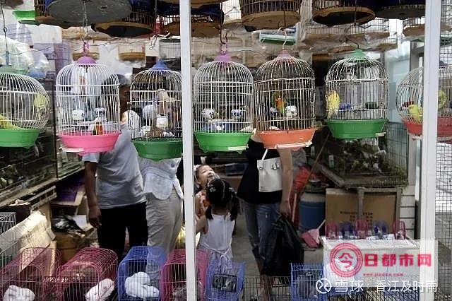 宠物狗市场的狗狗怎么样 (宠物狗市场的发展前景)