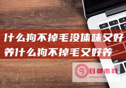 什么狗不掉毛没体味又好养什么狗不掉毛又好养