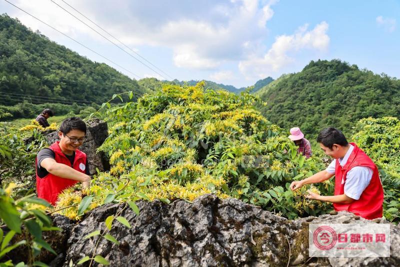 遵义县乐山镇旅游节贵州省遵义市乐山镇 (遵义县乐山镇邮编多少)