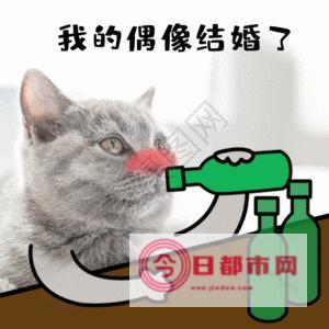 狗狗可不可以喝酒